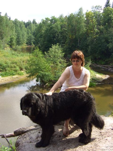 Фото: ньюфаундленд Lesnaya Skazka Lunnaya Sonata (Лесная Сказка Лунная Соната)