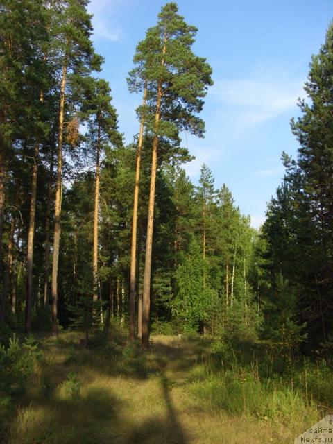 Фотография № 31060