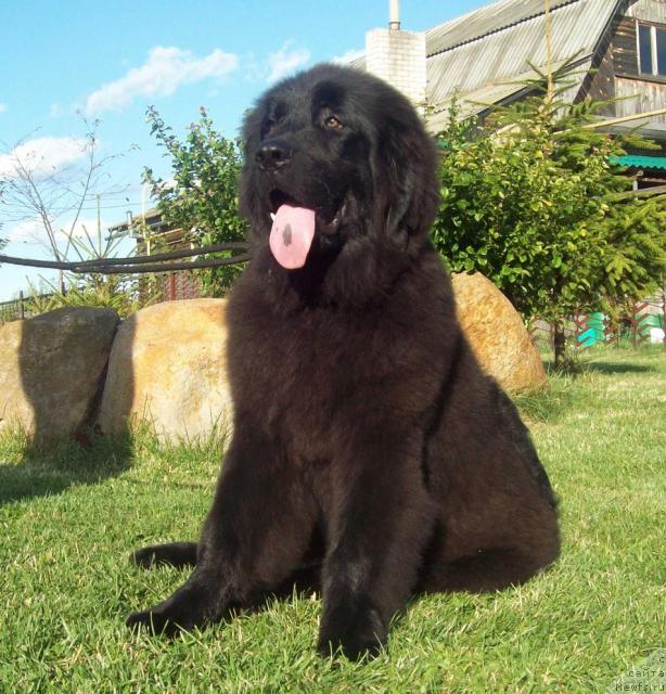 Фото: ньюфаундленд Laskovyiy Mishka (Ласковый Мишка)