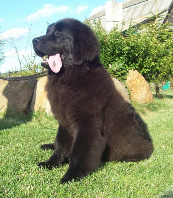 Фото: ньюфаундленд Laskovyiy Mishka (Ласковый Мишка)