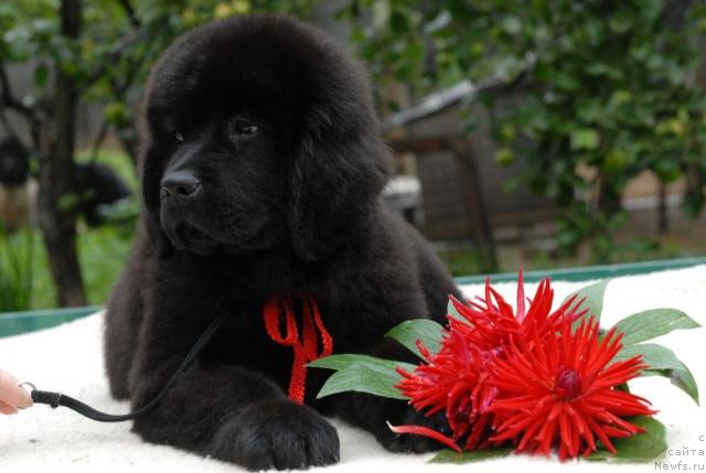 Фото: ньюфаундленд Sent Djons Sabina Mistical (Сент Джонс Сабина Мистикал)