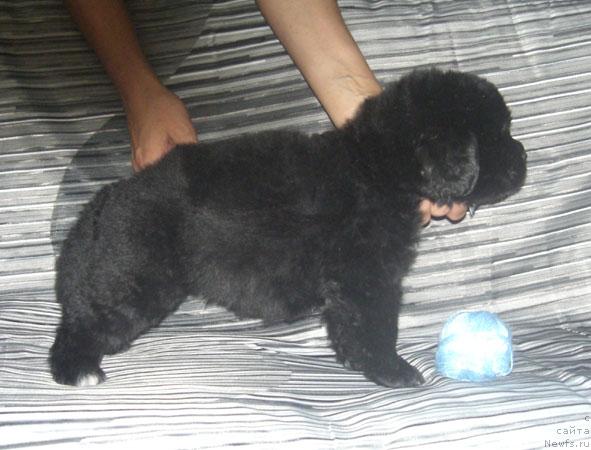 Фото: ньюфаундленд Marko Polo iz Plemeni Kedra (Марко Поло из Племени Кедра)