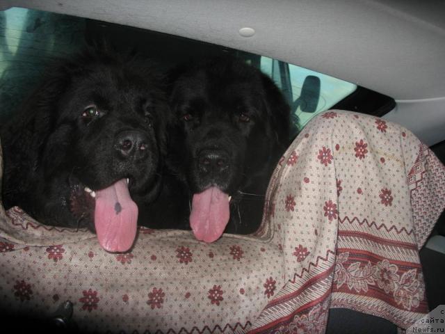 Фото: ньюфаундленд Smigar Nensi Neprevzoydennaya (Смигар Ненси Непревзойденная), ньюфаундленд Hamyeni iz Medvej'ego yara (Хамэни из Медвежьего яра)