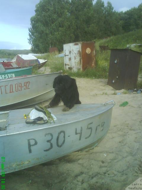 Фото: ньюфаундленд Smigar Nensi Neprevzoydennaya (Смигар Ненси Непревзойденная)