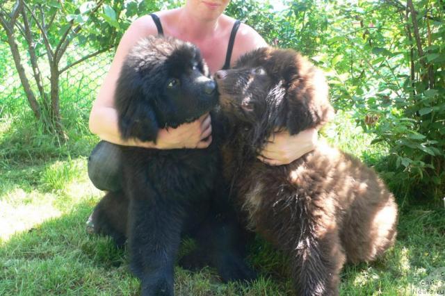 Фото: ньюфаундленд Serafima Skazochnaya Feya (Серафима Сказочная Фея), ньюфаундленд Syemuyel' Morskoy Princ (Сэмуэль Морской Принц)