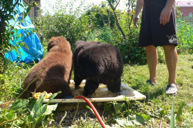 Фото: ньюфаундленд Syemuyel' Morskoy Princ (Сэмуэль Морской Принц), ньюфаундленд Serafima Skazochnaya Feya (Серафима Сказочная Фея)