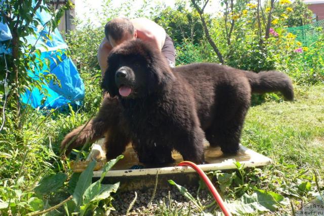 Фото: ньюфаундленд Serafima Skazochnaya Feya (Серафима Сказочная Фея)