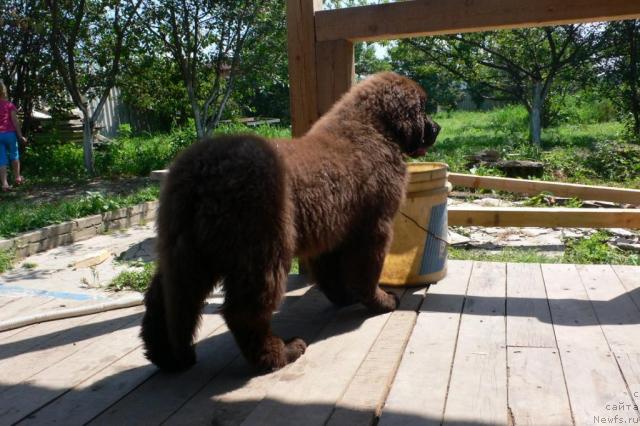 Фото: ньюфаундленд Syemuyel' Morskoy Princ (Сэмуэль Морской Принц)