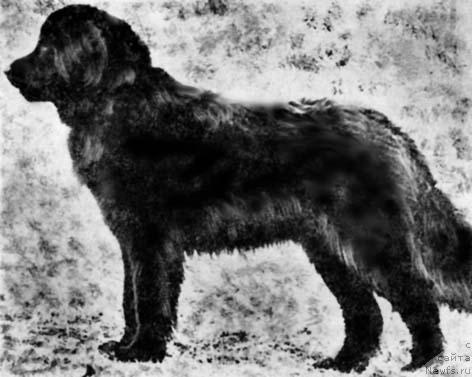 Фото: ньюфаундленд Grum (Грум)