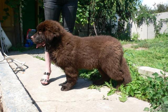 Фото: ньюфаундленд Syemuyel' Morskoy Princ (Сэмуэль Морской Принц)