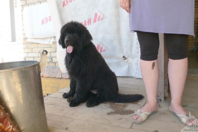 Фото: ньюфаундленд Serafima Skazochnaya Feya (Серафима Сказочная Фея)