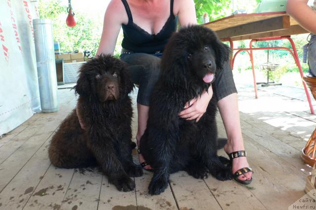 Фото: ньюфаундленд Syemuyel' Morskoy Princ (Сэмуэль Морской Принц), ньюфаундленд Serafima Skazochnaya Feya (Серафима Сказочная Фея)