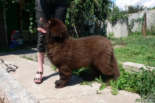 Фото: ньюфаундленд Syemuyel' Morskoy Princ (Сэмуэль Морской Принц)