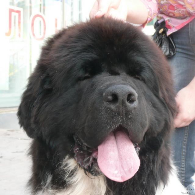 Фото: ньюфаундленд Keeper Soul Dar Moego Serdtsa Daniel (Кипер Соул Дар Моего Сердца Даниель)