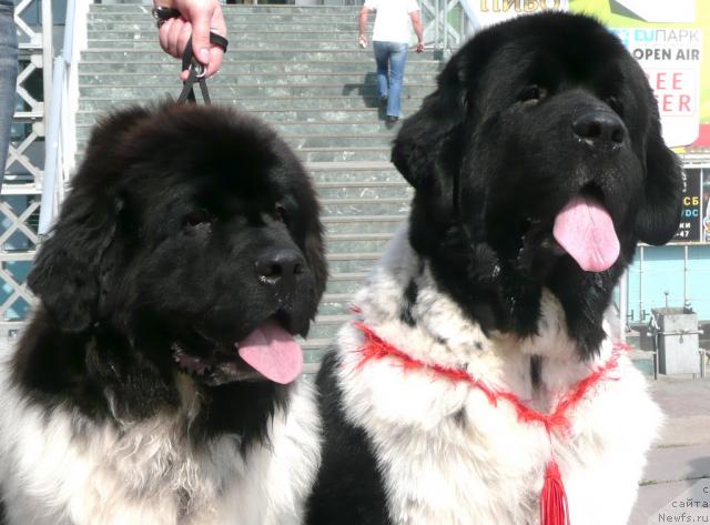 Фото: ньюфаундленд Super Bizon Argo (Супер Бизон Арго), и его десятимесячный сын, ньюфаундленд Keeper Soul Dar Moego Serdtsa Daniel (Кипер Соул Дар Моего Сердца Даниель)