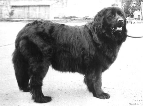 Фото: ньюфаундленд Niagara Kass Cez (Ниагара Касс Цез)