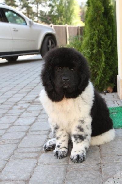 Фото: ньюфаундленд Kiper Soul Eseniya (Кипер Соул Есения)