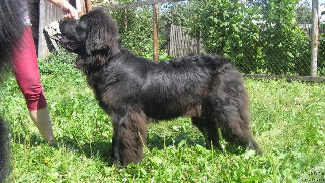 Фото: ньюфаундленд Smigar Nensi Neprevzoydennaya (Смигар Ненси Непревзойденная)