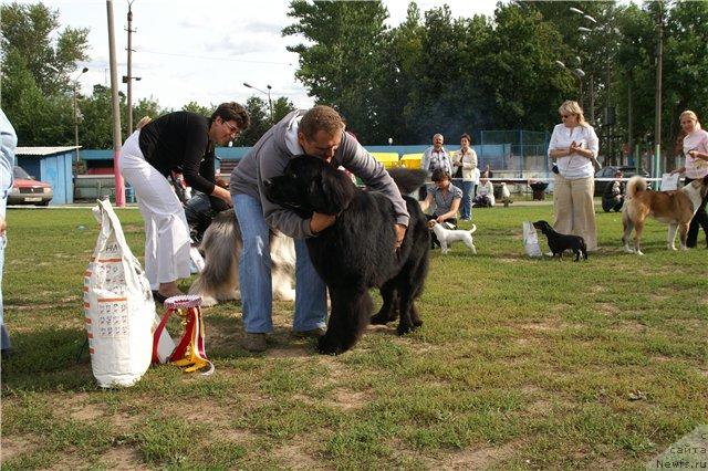 Фото: ньюфаундленд Severtan Urri (Севертан Урри)