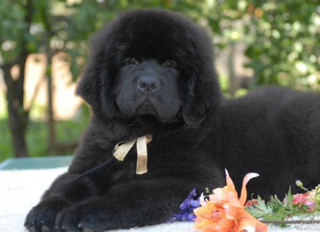 Фото: ньюфаундленд Sent Djons Sal'vador Dali (Сент Джонс Сальвадор Дали)