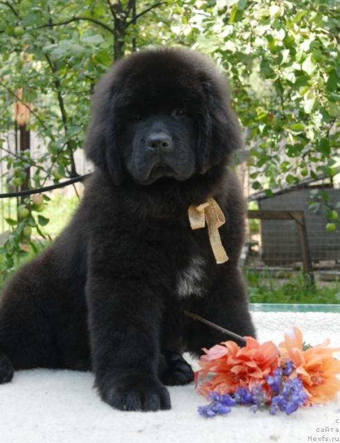 Фото: ньюфаундленд Sent Djons Sal'vador Dali (Сент Джонс Сальвадор Дали)