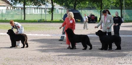 Фото: ньюфаундленд Fairweathers Rare and Precious, ньюфаундленд Sent Djons Romance of Love (Сент Джонс Романсе оф Лав), ньюфаундленд Smigar Nimfeya Neotrazimaya (Смигар Нимфея Неотразимая)