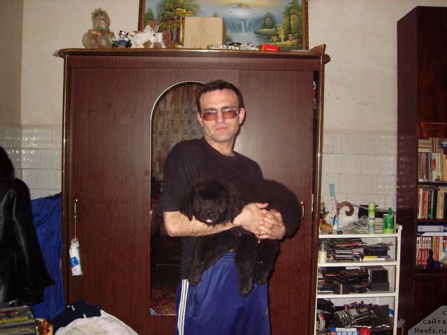 Фото: ньюфаундленд Liana CHernaya Feya (Лиана Черная Фея)