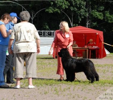 Фото: ньюфаундленд Sent Djons Romance of Love (Сент Джонс Романсе оф Лав)