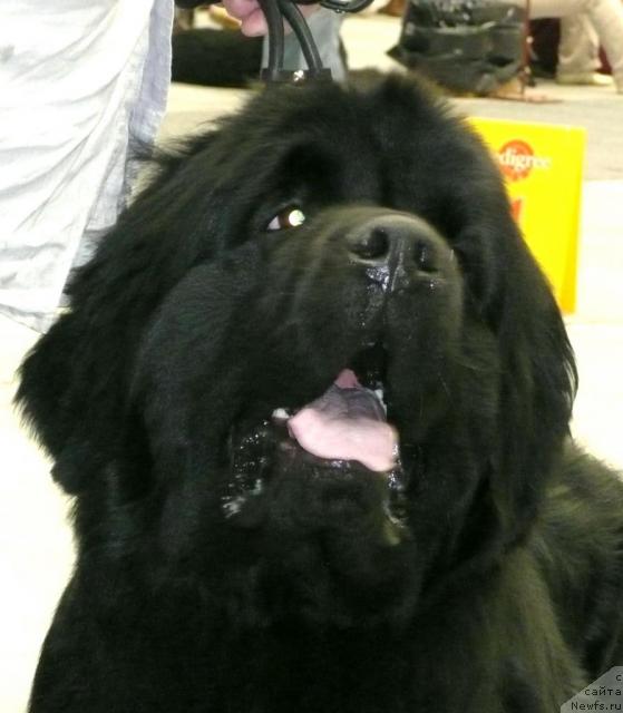 Фото: ньюфаундленд Zvezdnyiy Blesk iz Medvej'ego YAra (Звездный Блеск из Медвежьего Яра)