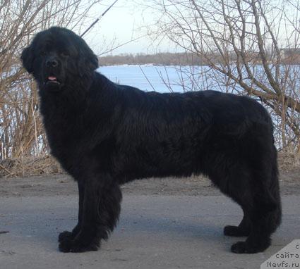 Фото: ньюфаундленд Charuyuschaya Noch ot Marleon Dusvik (Чарующая Ночь от Марлеон Дусвик)