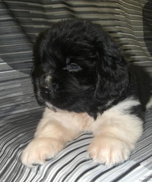 Фото: щенок от, ньюфаундленд Istoria Lubvi iz Tihogo Omuta (История Любви из Тихого Омута)