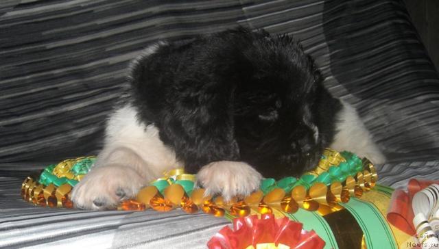 Фото: щенок от, ньюфаундленд Istoria Lubvi iz Tihogo Omuta (История Любви из Тихого Омута)