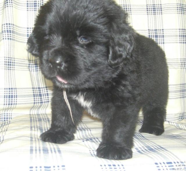 Фото: щенок от, ньюфаундленд Istoria Lubvi iz Tihogo Omuta (История Любви из Тихого Омута)