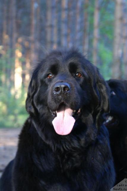 Фото: ньюфаундленд Cessi Fabiana Blyek Fauna (Цесси Фабиана Блэк Фауна)