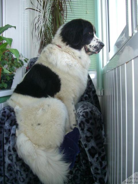 Фото: ньюфаундленд SHedou iz Unikal'noy Kollekcii (Шедоу из Уникальной Коллекции)