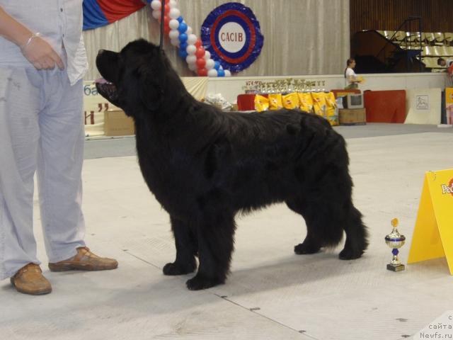 Фото: ньюфаундленд Zvezdnyiy Blesk iz Medvej'ego YAra (Звездный Блеск из Медвежьего Яра)