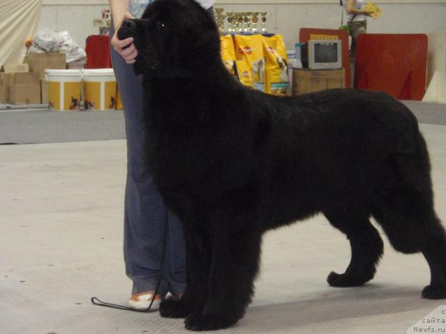 Фото: ньюфаундленд Fantasy (Фентази)