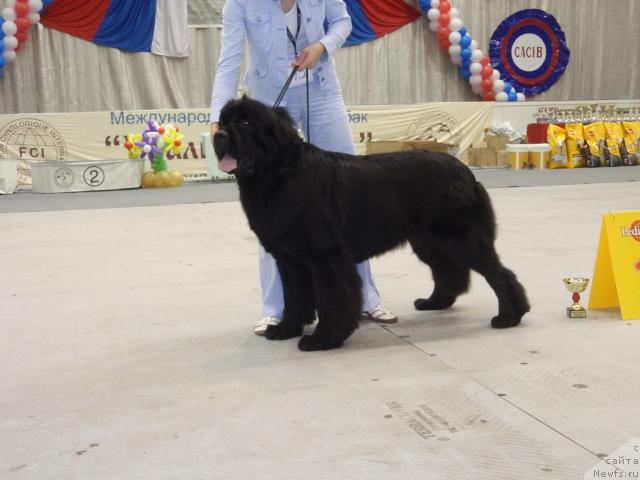 Фото: ньюфаундленд Francheska From The Newf's Hause (Франческа Фром зе Ньюфс Хаус)