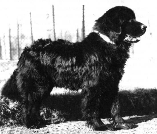 Фото: ньюфаундленд CHelkash (Челкаш)