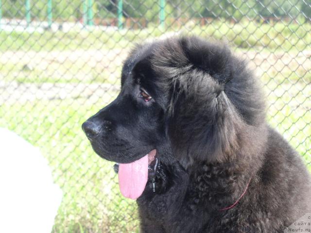 Фото: ньюфаундленд Lihoy Kazak (Лихой Казак)