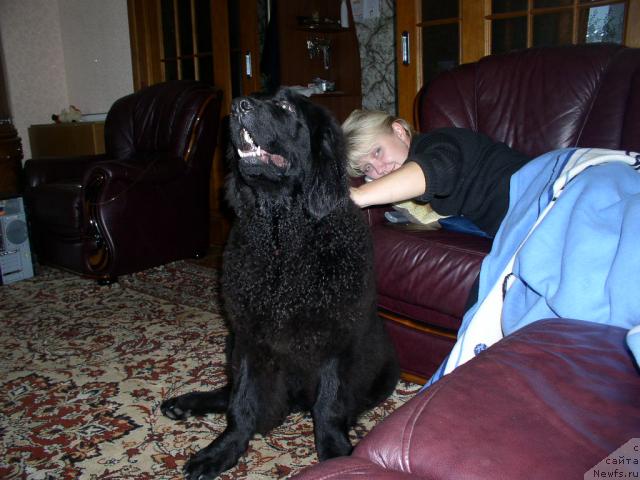 Фото: ньюфаундленд Lihoy Kazak (Лихой Казак), Tat'yana Bogdan (Татьяна Богдан)