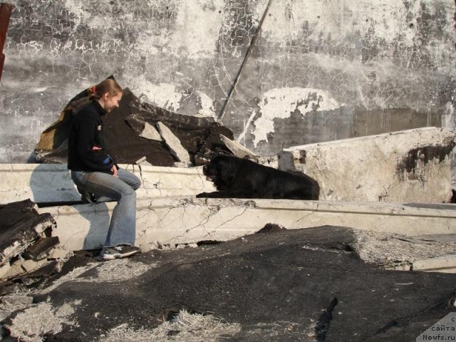 Фото: ньюфаундленд CHansi iz Zolotogo Treugol'nika (Чанси из Золотого Треугольника), Tat'yana Rozanova (Татьяна Розанова)