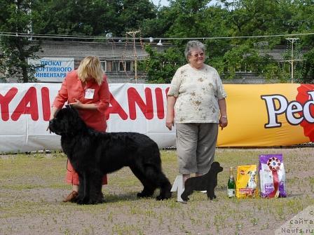 Фото: ньюфаундленд Kloofbears My Dream for Sent Djons