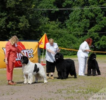 Фото: ньюфаундленд Kloofbears Lancelot for Sent Djons, ньюфаундленд Smigar Persey Povelitel' Morey (Смигар Персей Повелитель Морей), ньюфаундленд Smigar YEndi Djolli Dol'fin (Смигар Энди Джолли Дольфин)