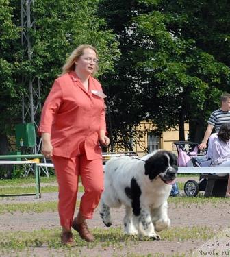 Фото: ньюфаундленд Kloofbears Lancelot for Sent Djons