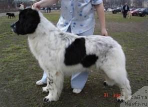 Фото: ньюфаундленд Kloofbears Lancelot for Sent Djons