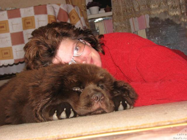 Фото: ньюфаундленд Aristokrat ot Rafayellyi (Аристократ от Рафаэллы)