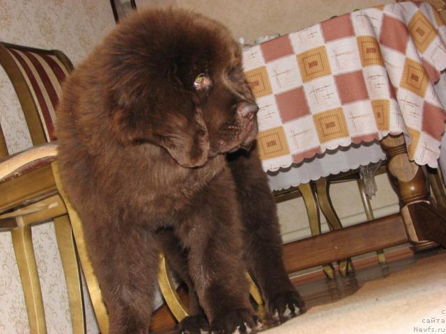 Фото: ньюфаундленд Aristokrat ot Rafayellyi (Аристократ от Рафаэллы)