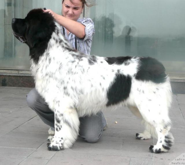 Фото: ньюфаундленд Keeper Soul Dar Moego Serdtsa Daniel (Кипер Соул Дар Моего Сердца Даниель)