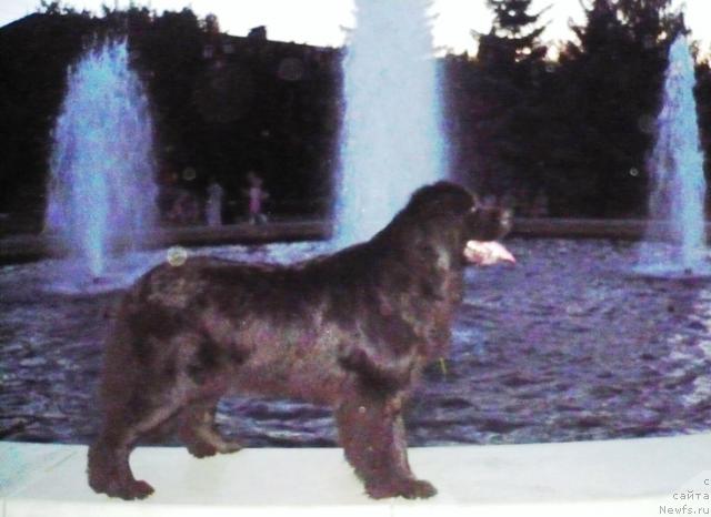 Фото: ньюфаундленд Undina Bell-Ail ot Tsatsyby (Ундина Белл-Айл от Цацибы)